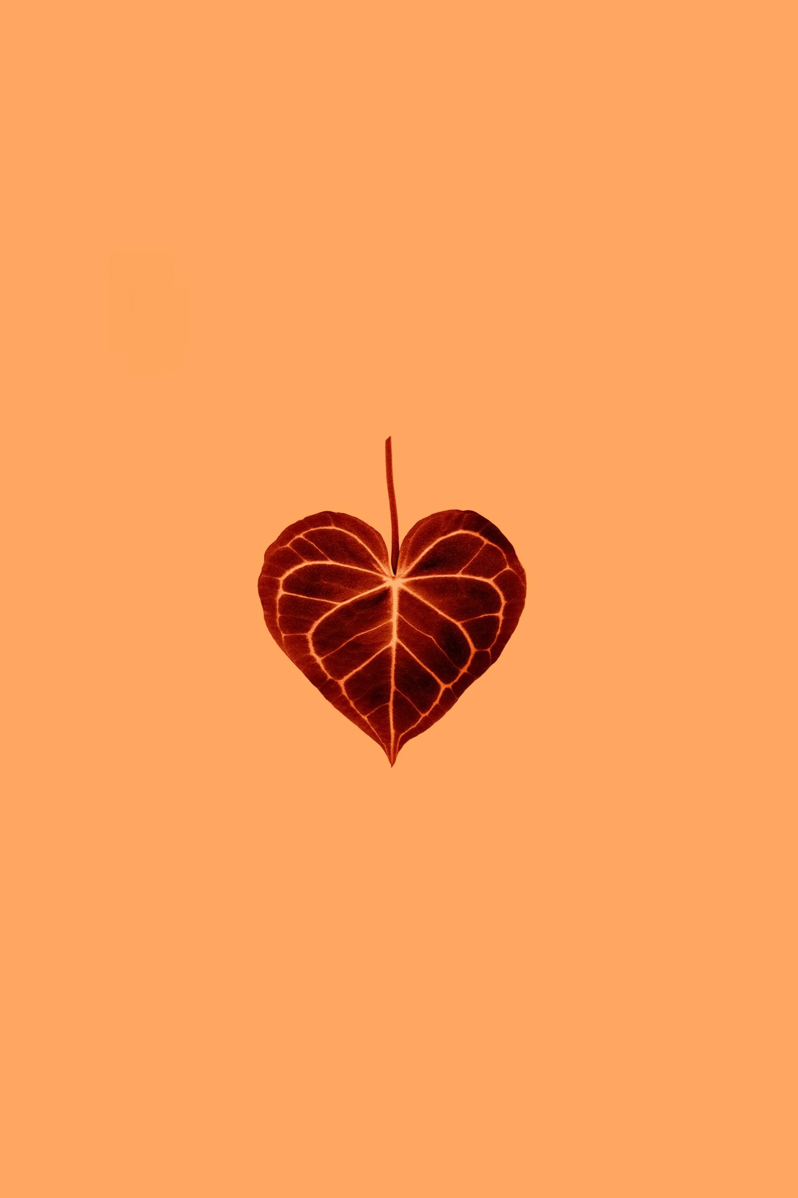 A heart-shaped leaf centered on a peach background, highlighting nature's design.